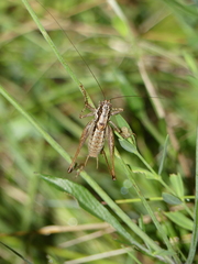 Pachytrachis striolatus