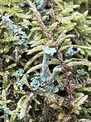 Cladonia digitata