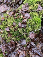 Cladonia digitata