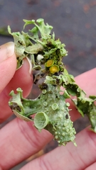 Ramalina leptocarpha