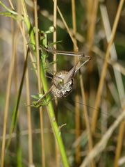 Pachytrachis striolatus