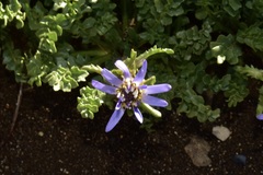 Perezia pedicularidifolia