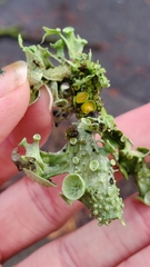 Ramalina leptocarpha