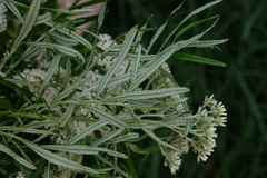 Ozothamnus ferrugineus