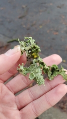 Ramalina leptocarpha