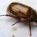 Summer Chafers - Photo (c) Mick Talbot, some rights reserved (CC BY)