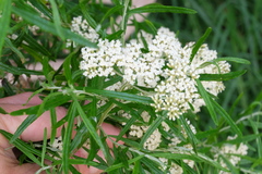 Ozothamnus ferrugineus