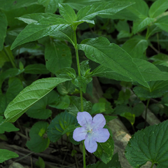 Ruellia strepens