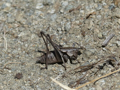 Thyreonotus corsicus