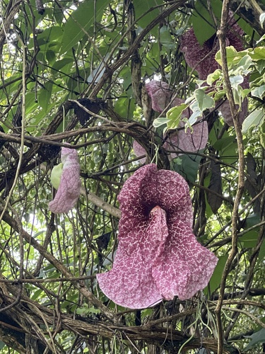 Aristolochia gigantea