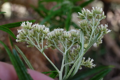 Ozothamnus ferrugineus