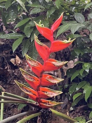 Heliconia bihai