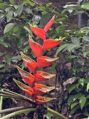 Heliconia bihai