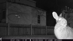 Sylvilagus floridanus