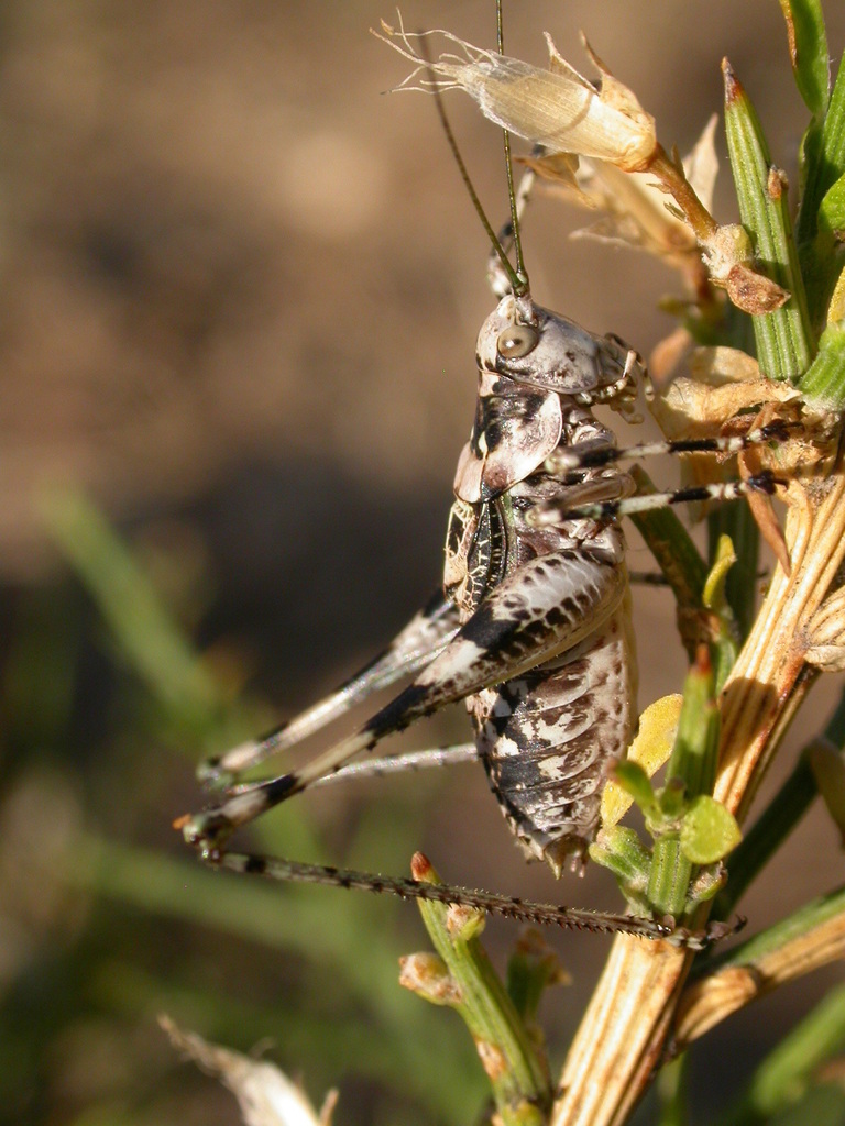 Cyrnantaxius