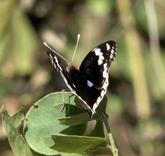 Junonia oenone