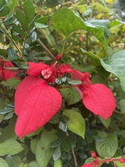 Mussaenda erythrophylla