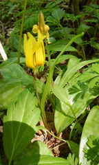 Erythronium americanum
