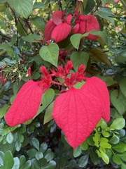 Mussaenda erythrophylla