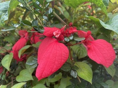 Mussaenda erythrophylla