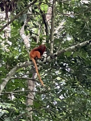 Leontopithecus rosalia