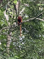 Leontopithecus rosalia