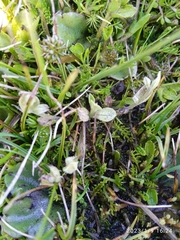 Chaerophyllum colensoi