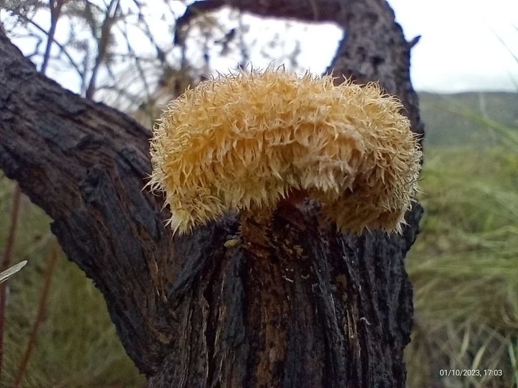 Lentinus berteroi · January 2023 · photo: © arthur-bruck (iNaturalist, cc-by)
