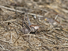 Thyreonotus corsicus