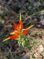 Castilleja subalpina