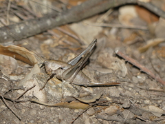 Thyreonotus corsicus