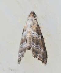 Abablemma bilineata