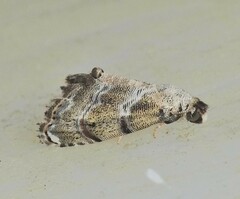 Abablemma bilineata