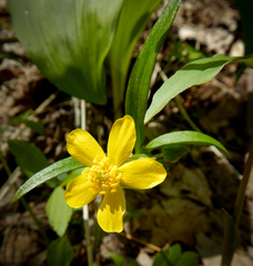Ranunculus hispidus