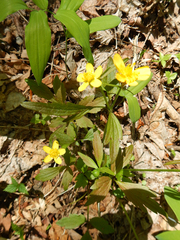 Ranunculus hispidus