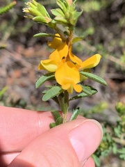 Pultenaea tuberculata