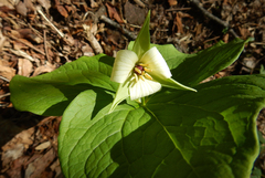 Trillium