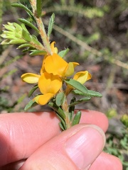 Pultenaea tuberculata