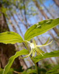 Prosartes lanuginosa