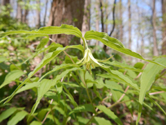 Prosartes lanuginosa