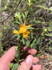 Pultenaea tuberculata