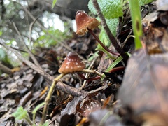 Marasmius plicatulus