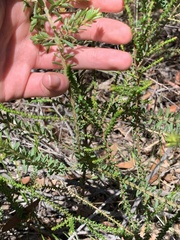 Pultenaea tuberculata