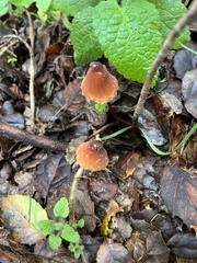Marasmius plicatulus