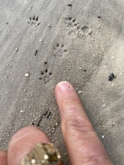 Neotoma floridana