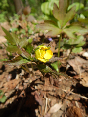 Ranunculus hispidus