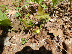 Ranunculus hispidus