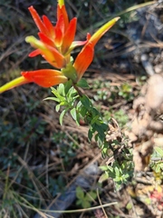 Castilleja subalpina