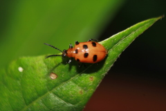 Lemini
