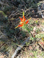 Castilleja subalpina